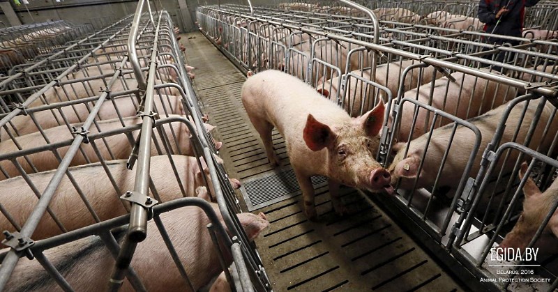 Условия содержания и выращивания свиней в подсобном хозяйстве и на даче.. Страница 2 из 3